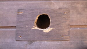 キツツキ被害、キツツキ対策